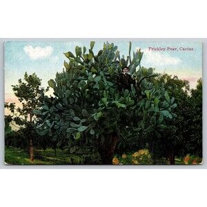 Postcard Arizona Prickley Pear Cactus Giant Cacti Man in Middle c1910s AZ Desert